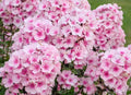 Bright Eyes Phlox Seeds - 100+ Vibrant Pink Flowers for Garden Planting - Phlox paniculata, Full Sun to Partial Shade