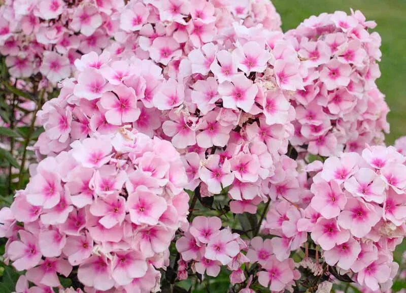 Bright Eyes Phlox Seeds - 100+ Vibrant Pink Flowers for Garden Planting - Phlox paniculata, Full Sun to Partial Shade