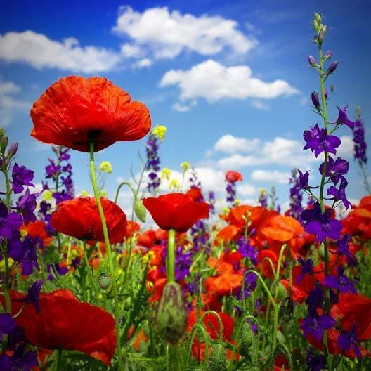 Hyssop & Red Corn Poppy Seed Mix – 600 Non-GMO Seeds for Summer Blooms, Hyssopus officinalis & Papaver rhoeas, Wildflower Garden Plant