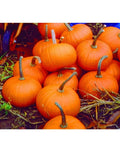 Baby Bear Pumpkin Seeds - 6 Inch Fruit, Cucurbita pepo, Small Decorative & Pie Pumpkin Seeds, Compact Bush-Type, Seed Packet