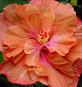 Double Orange Pink Hibiscus Seeds - Perennial Flower Seeds for Garden, Hibiscus rosa-sinensis, Vibrant Double Blooms, Butterfly & Hummingbird Attractant