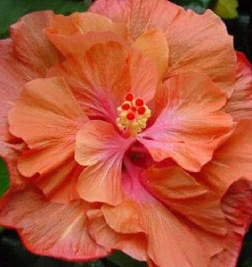 Double Orange Pink Hibiscus Seeds - Perennial Flower Seeds for Garden, Hibiscus rosa-sinensis, Vibrant Double Blooms, Butterfly & Hummingbird Attractant