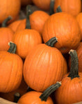Small Sugar Pumpkin Seeds - Heirloom Non-GMO Vegetable Seeds - Cucurbita pepo, Vining, for Home Gardens & Fall Decorations