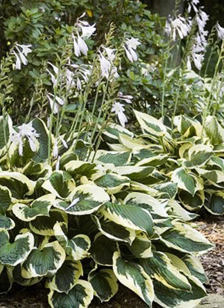 Patriot Variegated Hosta Root Plant - Ready to Plant - Hosta 'One Patriot' - Shade Perennial for Borders & Containers
