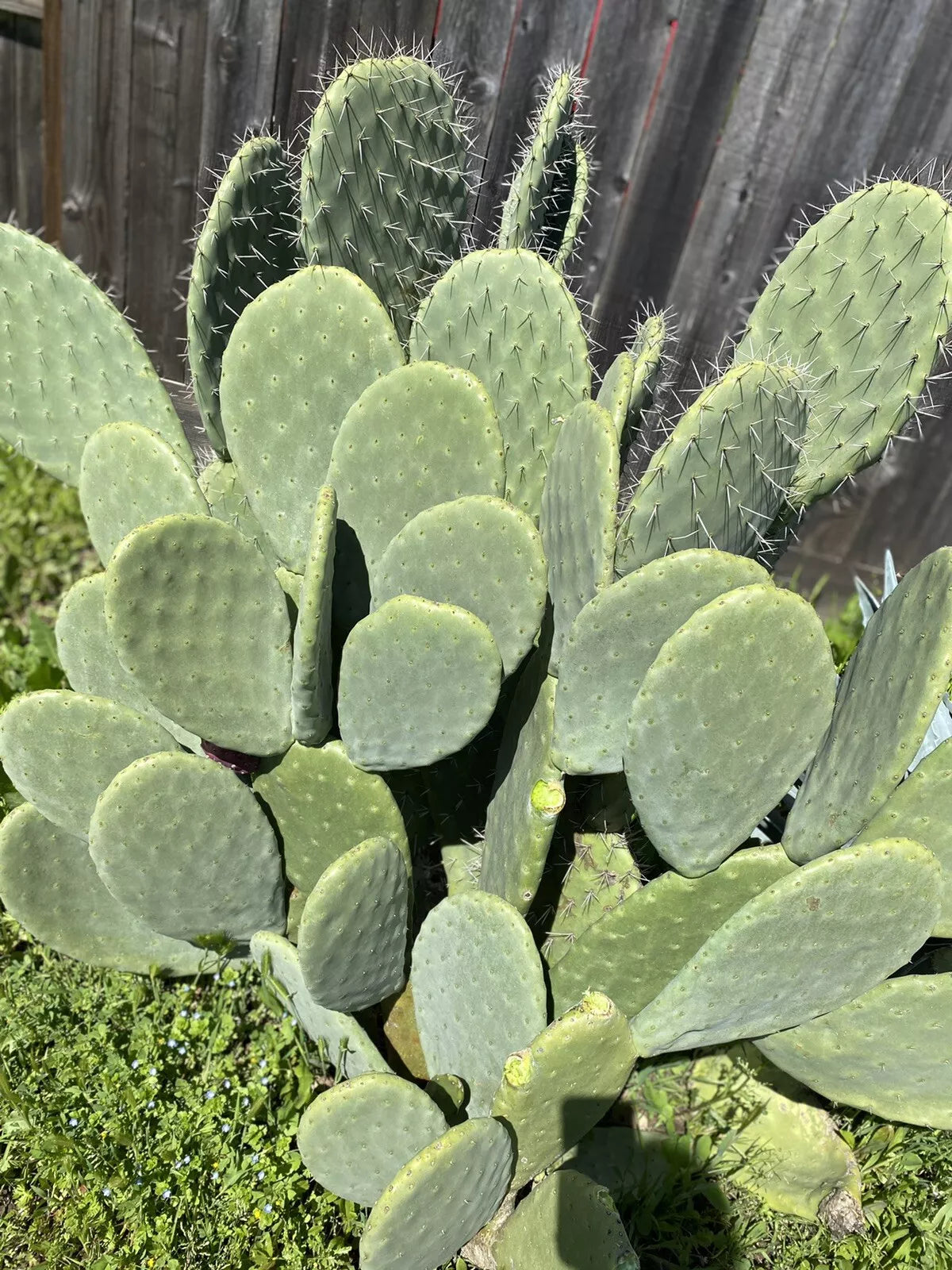 Big Spineless Cactus Pads 4+ Lbs Opuntia for Human Food Reptile Feed Planting Fresh