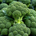 Broccoli Seeds - Heirloom Waltham Variety, Non-GMO Vegetable Seeds for Garden, 1500+ Seeds, Easy to Grow, Nutritious, Full Sun