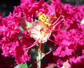 25+5 Crepe Myrtle Cuttings - Red Pink Raspberry Lagerstroemia Indica for Garden, Landscape, Container Planting