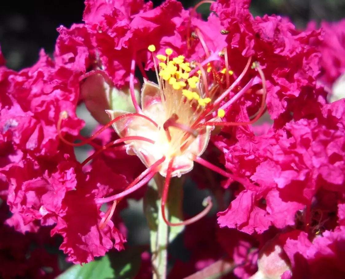 25+5 Crepe Myrtle Cuttings - Red Pink Raspberry Lagerstroemia Indica for Garden, Landscape, Container Planting