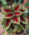 Dragons Blood Coleus Seeds - 25+ Pack, Colorful Foliage, Plectranthus scutellarioides, Garden Seeds for Borders & Containers