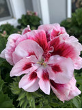 Geranium Live Plant in 6-Inch Pot, White and Mahroon Perennial, Pelargonium x hortorum
