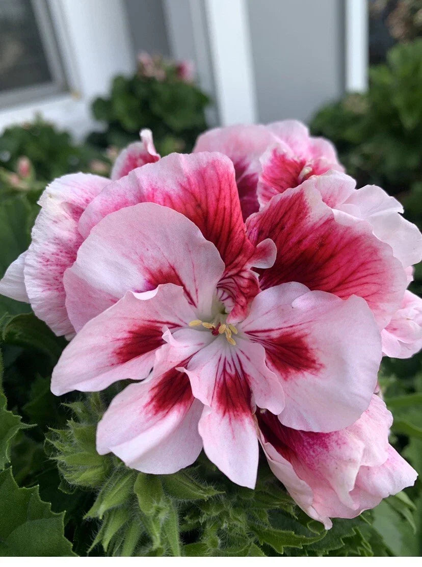 Geranium Live Plant in 6-Inch Pot, White and Mahroon Perennial, Pelargonium x hortorum
