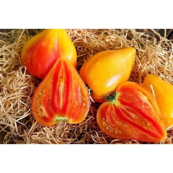 Orange Oxheart Tomato Seeds - Heirloom Organic Non-GMO, 30+ Seeds, Rare Orange Tomato Variety for Garden or Container Growing
