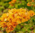 Gold Bougainvillea Plants Set of 2 - Well Rooted 4-6in Tall Bougainvillea glabra for Garden, Patio, Container