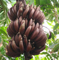 Cuban Red Banana Plant - Live Musa acuminata 'Red Dacca' - Tropical Indoor/Outdoor Plant in 6-inch Pot
