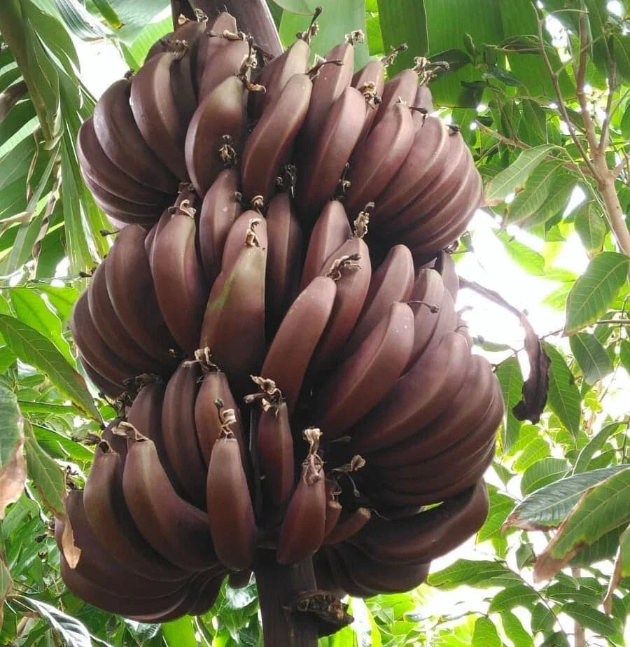 Cuban Red Banana Plant - Live Musa acuminata 'Red Dacca' - Tropical Indoor/Outdoor Plant in 6-inch Pot