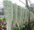 Silver Falls Dichondra Seeds - 10 Seeds, Trailing, Silver Green Foliage, Dichondra argentea