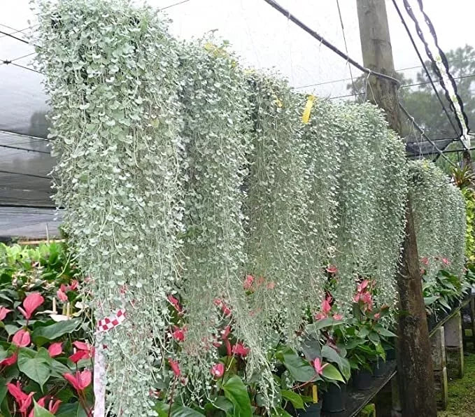 Silver Falls Dichondra Seeds - 10 Seeds, Trailing, Silver Green Foliage, Dichondra argentea