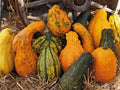 Lunch Lady Gourd Seeds - Heirloom Lagenaria siceraria for Planting, Vining, Decorative & Culinary Use, 20 Non-GMO Seeds