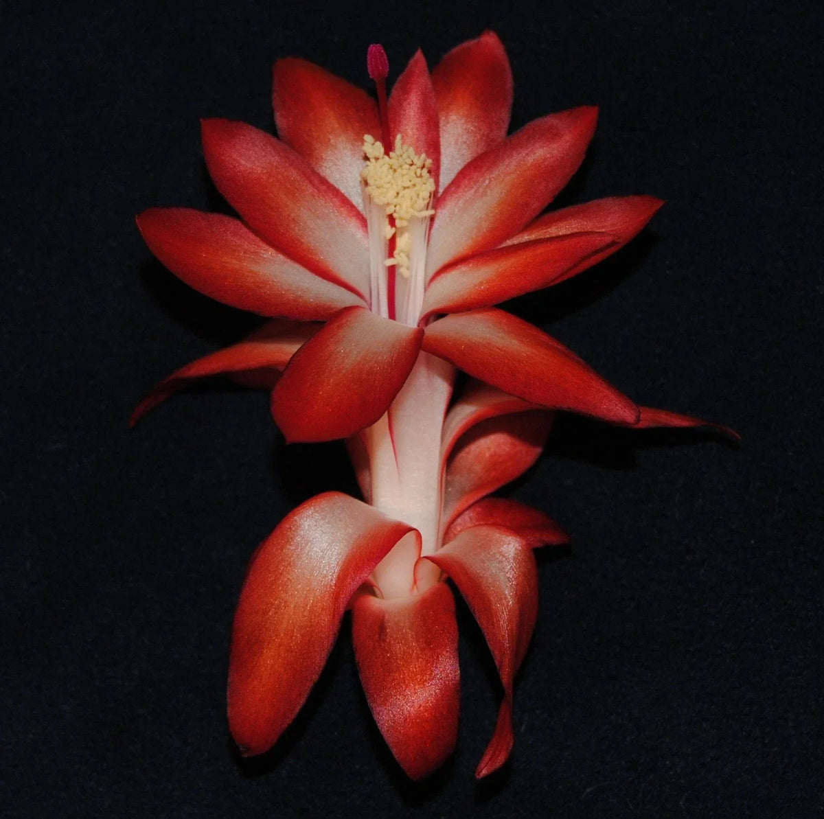 Christmas Cactus Starter Plant Big Fire Variety - Schlumbergera Truncata, Indoor Holiday Plant, Well-Rooted, Vibrant Red & Orange Blooms