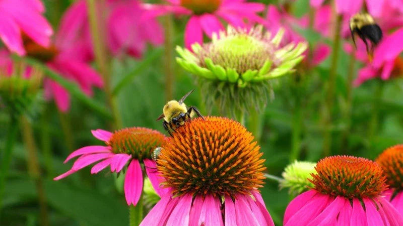 Bee Pollinator Wildflower Seeds Mix – Native Wildflowers for Bees & Biodiversity – Supports Pollinators