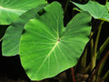 Green Taro Plant - Aquatic Marginal Bog Pond Plant in 6-inch Pot - Colocasia esculenta, Tropical Water Garden Plant