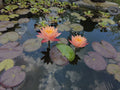Hardy Water Lily Rhizome - Pink & Yellow Multicolored - Rare Aquatic Plant - Nymphaea spp. - Bare Root for Ponds & Water Gardens