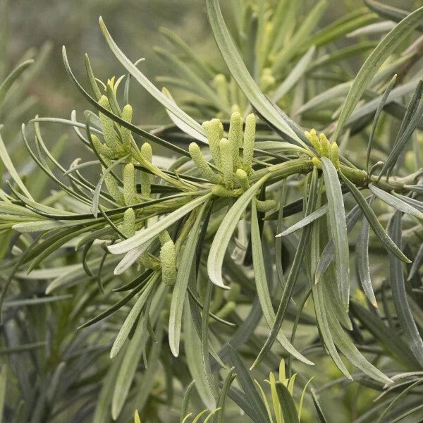 Live Starter Plants Set of 2 - Yew Plum Pine Podocarpus macrophyllus - Evergreen Garden Accent, Low Maintenance