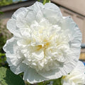 Hollyhock Seeds | 5-Inch Double White Flowers | Heirloom Alcea rosea 'Chaters Double White'
