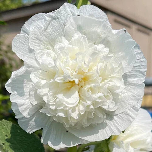 Hollyhock Seeds | 5-Inch Double White Flowers | Heirloom Alcea rosea 'Chaters Double White'