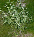 Austree Hybrid Willow Tree Cuttings - 200 Thick Salix × matsudana × Salix alba Fast Growing Privacy Screen Windbreak