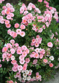 Organic Live Pink Miniature Rose Cuttings - Rosa 'Miniature' - Compact, Blooming, Indoor & Garden Plant