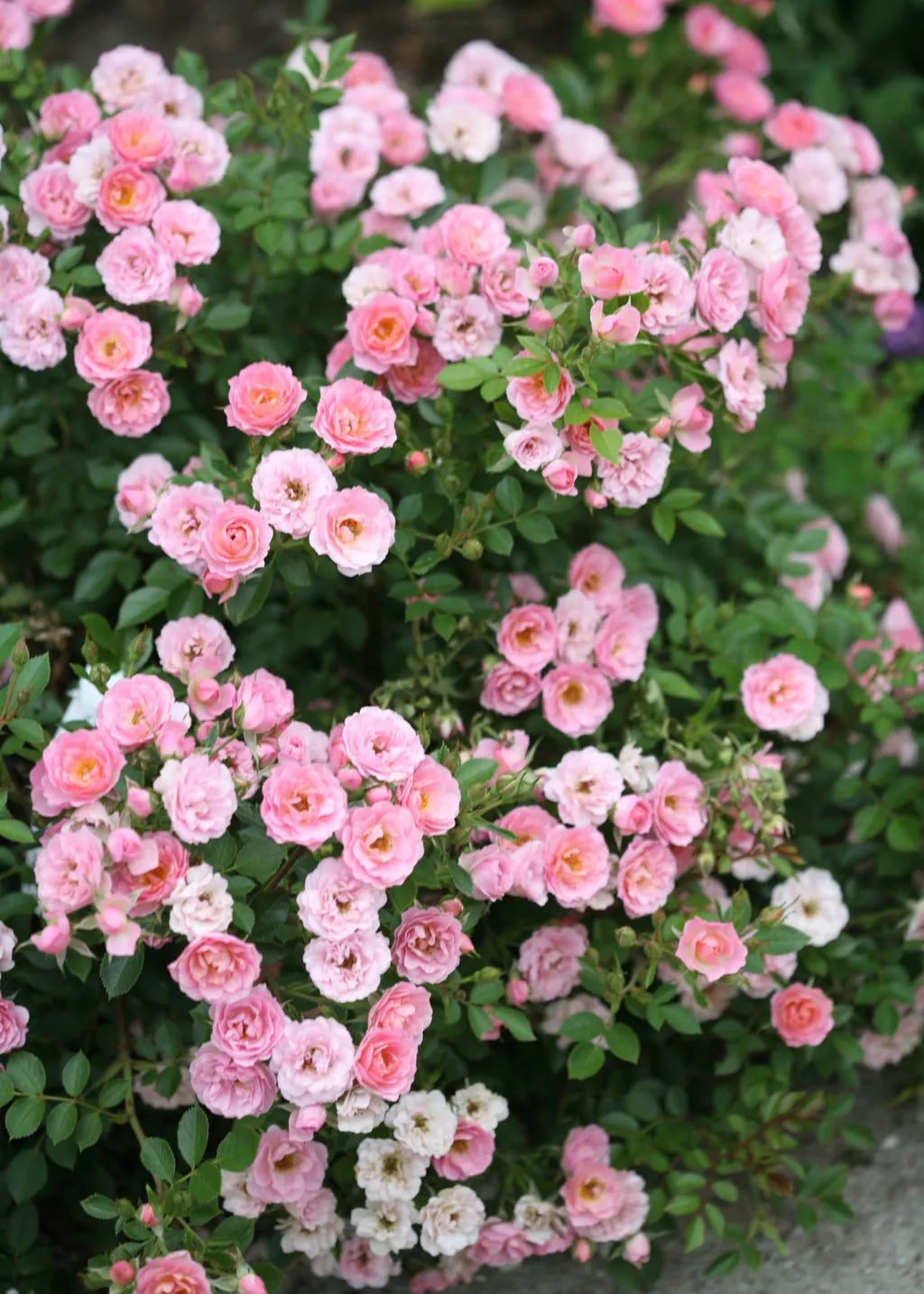 Organic Live Pink Miniature Rose Cuttings - Rosa 'Miniature' - Compact, Blooming, Indoor & Garden Plant