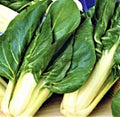 Barese Swiss Chard Seeds – Non-GMO Beta vulgaris subsp. vulgaris, 100+ Pack for Home Gardening