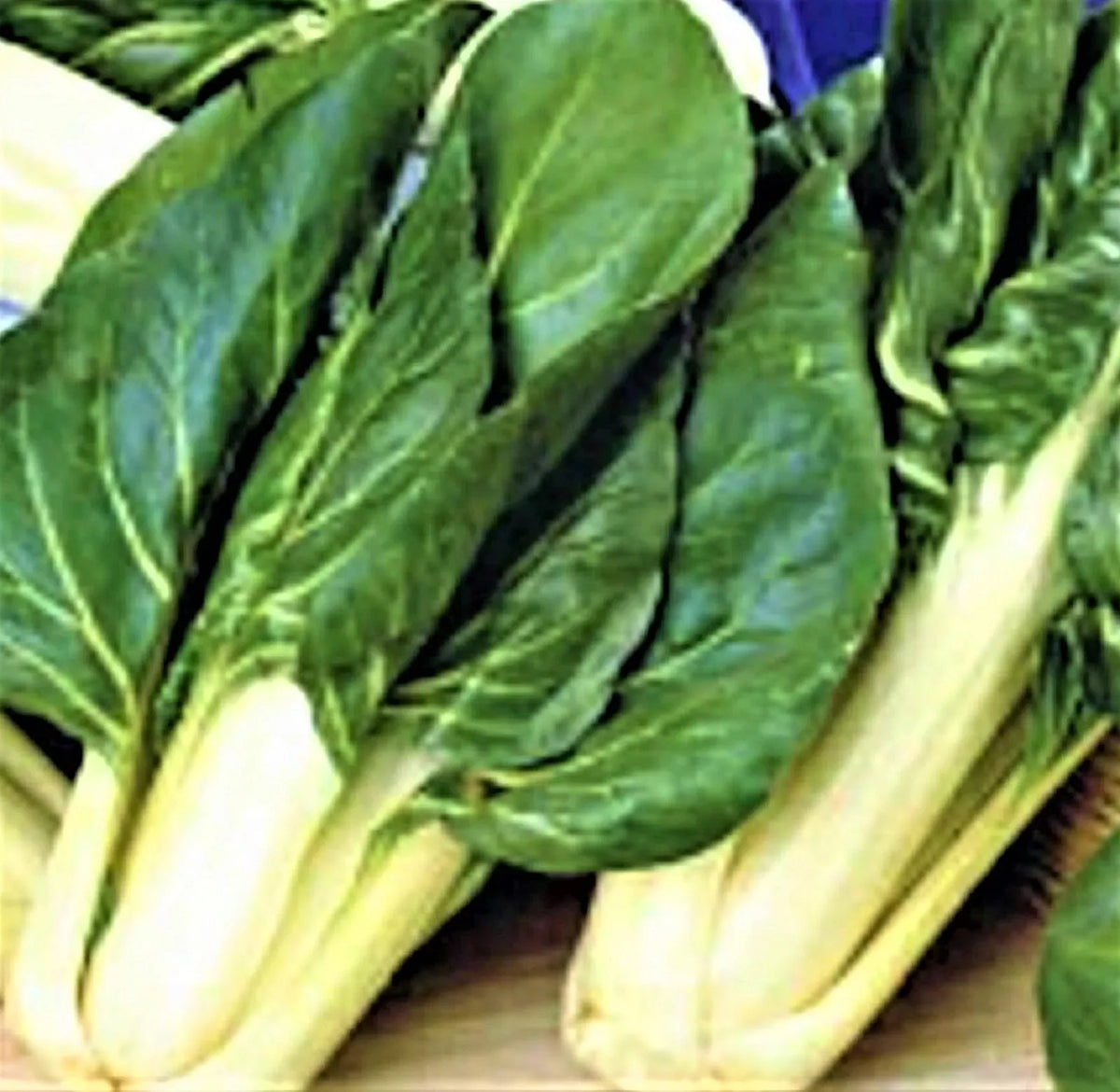 Barese Swiss Chard Seeds – Non-GMO Beta vulgaris subsp. vulgaris, 100+ Pack for Home Gardening