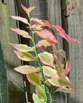 Devil's Backbone Plant Cuttings - 2 Fresh Euphorbia Tithymaloides Succulent Propagation with Bonus Item
