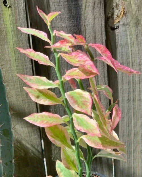 Devil's Backbone Plant Cuttings - 2 Fresh Euphorbia Tithymaloides Succulent Propagation with Bonus Item