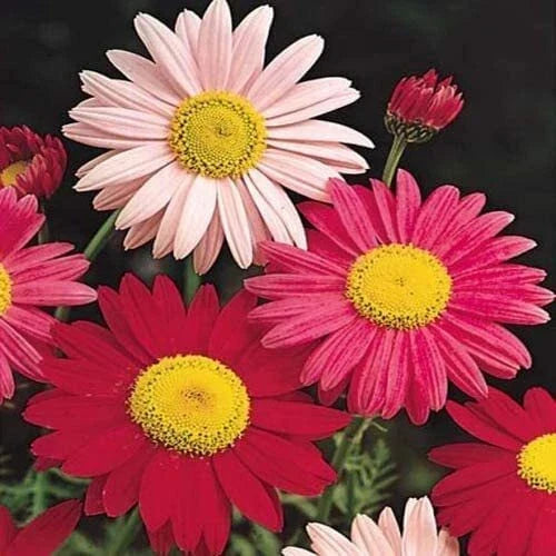 Painted Daisy Seeds 2,500 Count - Chrysanthemum Perennial Flower Seeds for Garden, Borders, Pollinators