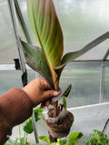 Red Canna Lily Plant 48-60" Tall, Purple Bronze Foliage, Canna indica, Garden, Container