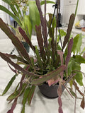 Epiphyllum Cuttings Set of 4 Hookeri + 1 Blooming Night, Fragrant Succulents for Indoor Garden, 6-8" Long
