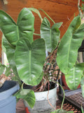 Arrowhead Philodendron Rooted Cuttings - Large Leaf, Philodendron hastatum, Indoor Plant, Tropical Foliage