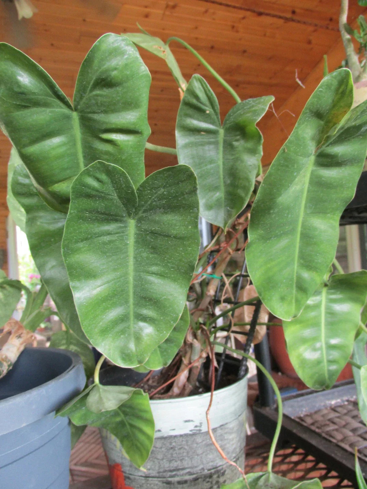 Arrowhead Philodendron Rooted Cuttings - Large Leaf, Philodendron hastatum, Indoor Plant, Tropical Foliage