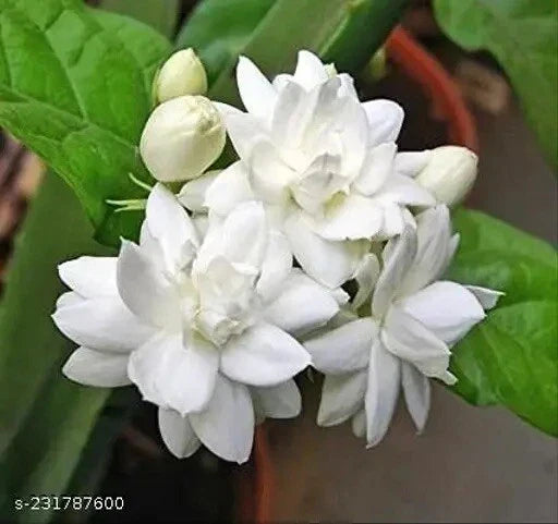 Double Petal Jasmine Live Plant 1 Gallon Pot Jasminum Fragrant Flowering Indoor Outdoor
