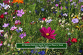 Wildflower Seed Mix - 250 Seeds - Colorful Heirloom Wildflowers for Pollinators - Non-GMO, Easy to Grow, Garden, Meadow, Container