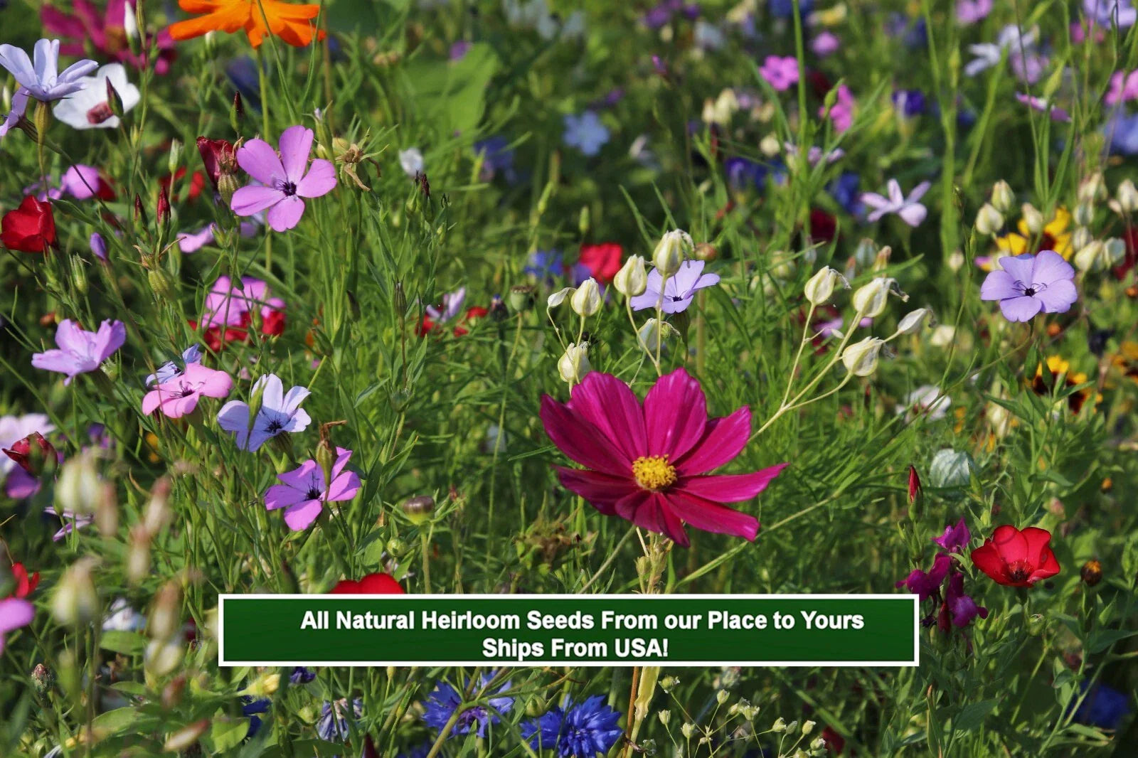Wildflower Seed Mix - 250 Seeds - Colorful Heirloom Wildflowers for Pollinators - Non-GMO, Easy to Grow, Garden, Meadow, Container
