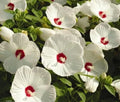 Hardy White Hibiscus Bare Root Plant – Hibiscus grandiflorus – Large White Flowers, Pollinator Attracting, Fall Planting
