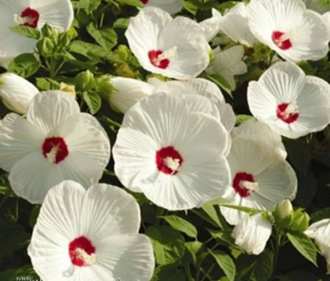 Hardy White Hibiscus Bare Root Plant – Hibiscus grandiflorus – Large White Flowers, Pollinator Attracting, Fall Planting