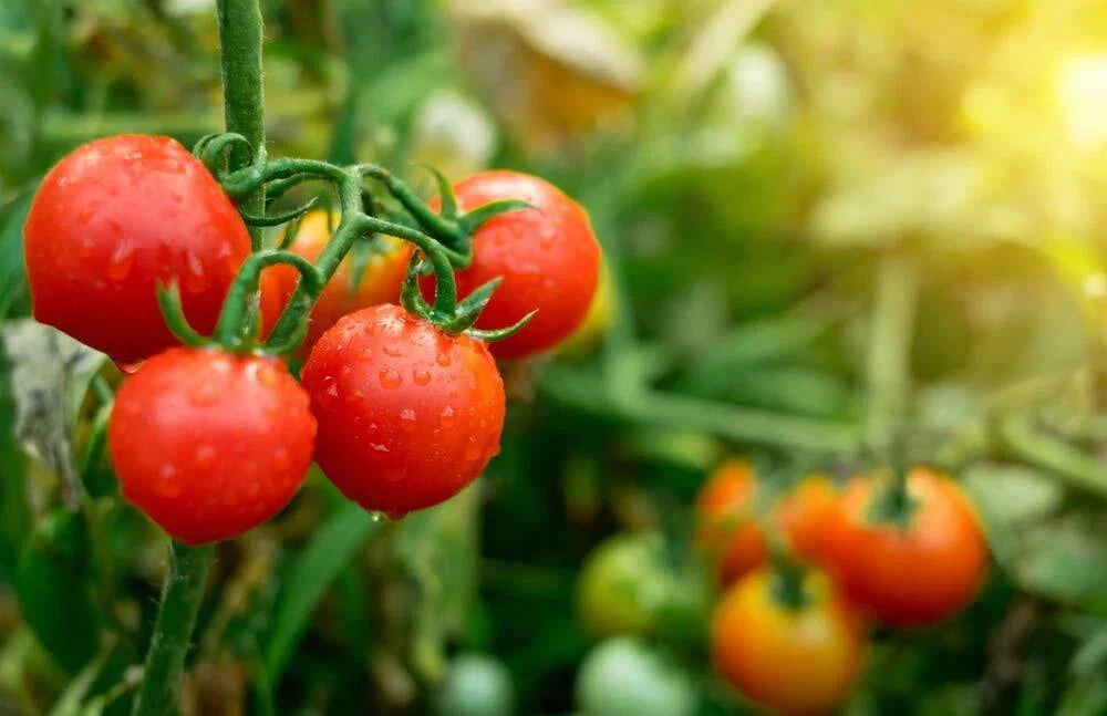 Tiny Tim Tomato Seeds - Dwarf Cherry Variety for Small Gardens & Containers - Solanum lycopersicum - Made in USA