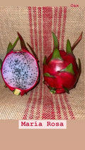 Dragon Fruit Cuttings - Mature “Maria Rosa” Variety - Hylocereus undatus - Exotic Tropical Cactus for Gardening