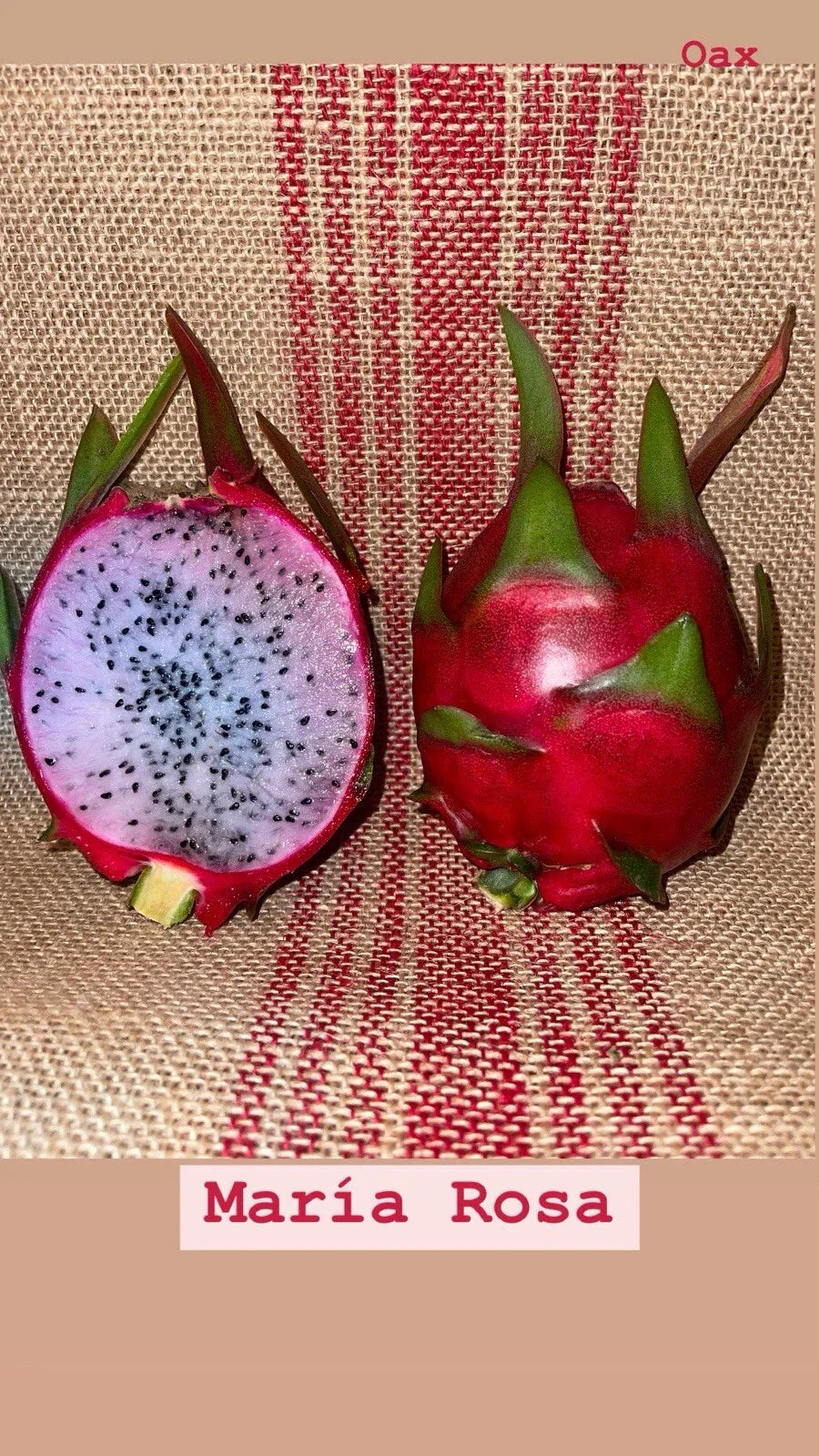 Dragon Fruit Cuttings - Mature “Maria Rosa” Variety - Hylocereus undatus - Exotic Tropical Cactus for Gardening