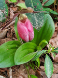 Pink Lady's Slipper Bare Root Plants, Cypripedium Acaule, Native Orchid, Perennial Garden Flowers, Shade-Loving, Pollinator Attracting
